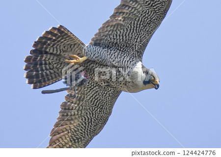 A peregrine falcon flies through the blue sky, clutching its prey A peregrine falcon flies through the blue sky, clutching its prey 124424776