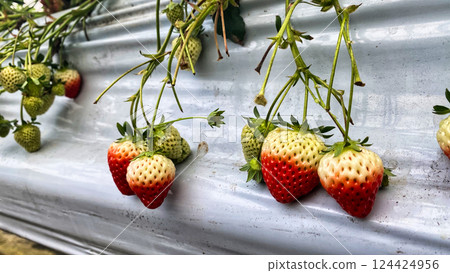 Half red strawberry fruit 124424956