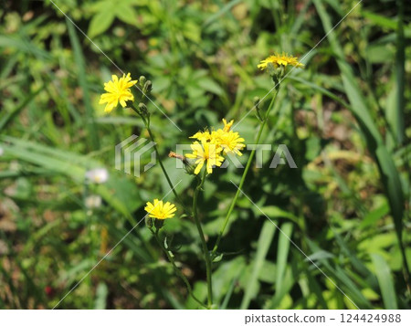 Onita Birako 124424988