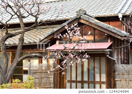 老房子門口盛開的梅花 124424994