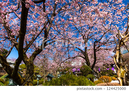 Angyohara, Kawaguchi City, Saitama Prefecture, Kaijusan Manpukuji Temple Mikkō-in Temple, Angyo cherry blossoms in the garden in front of the main hall 124425000