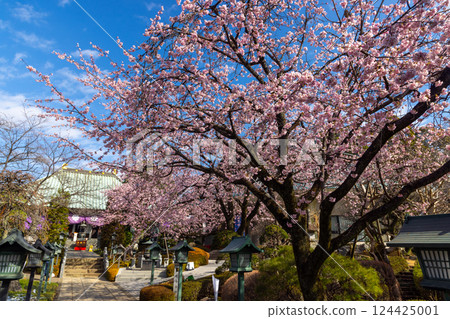 Angyohara, Kawaguchi City, Saitama Prefecture, Kaijusan Manpukuji Temple Mikkō-in Temple, Angyo cherry blossoms in the garden in front of the main hall 124425001