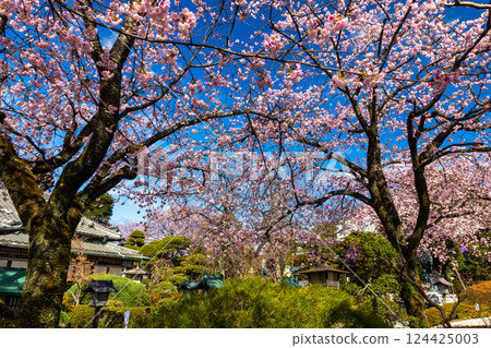 Angyohara, Kawaguchi City, Saitama Prefecture, Kaijusan Manpukuji Temple Mikkō-in Temple, Angyo cherry blossoms in the garden in front of the main hall 124425003