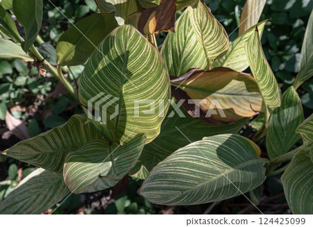 Natural light shines through hitting on Green botanical plant of canna lily leaves flora pattern. 124425099