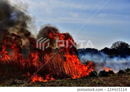 Reed Burning Flame Reed Burning Flame 124425114