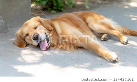 金毛獵犬在夏日的炎熱中躺下 金毛獵犬在夏日的炎熱中躺下 124425161