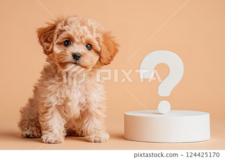 玩具貴賓犬小狗歪著頭，手裡拿著一個大問號 124425170