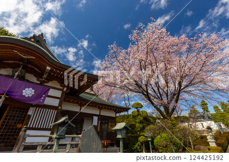 Angyohara, Kawaguchi City, Saitama Prefecture, Kaijusan Manpukuji Temple Mitsuzoin, Angyo Sakura and Fudo Hall 124425192