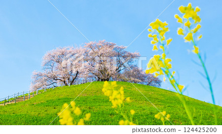Cherry blossoms of the Marugameyama ancient burial mound (Sakitama Mound Tomb Park) 124425200