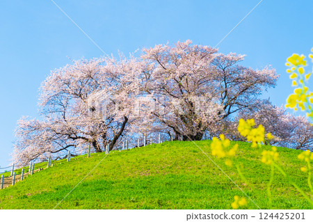 Cherry blossoms of the Marugameyama ancient burial mound (Sakitama Mound Tomb Park) 124425201