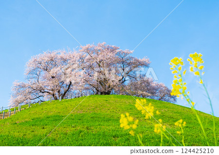 Cherry blossoms of the Marugameyama ancient burial mound (Sakitama Mound Tomb Park) 124425210