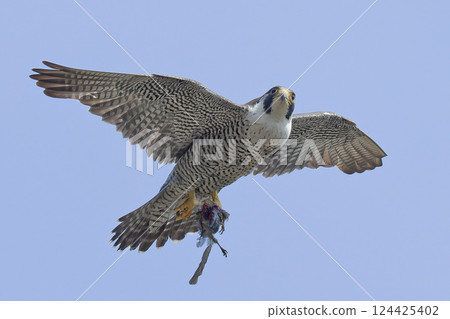 Peregrine Falcon Flying in the Blue Sky Peregrine Falcon Flying in the Blue Sky 124425402
