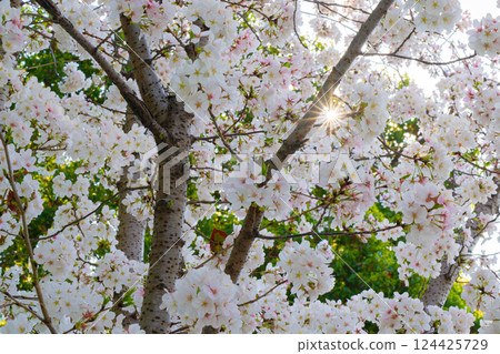 Spring sunshine shining on cherry blossom trees Spring sunshine shining on cherry blossom trees 124425729