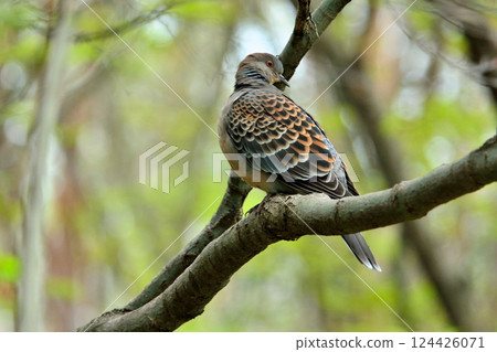 斑鳩站在樹枝上 124426071