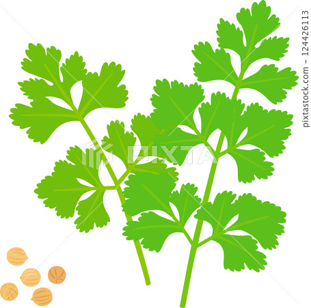 芫荽籽 芫荽籽 124426113