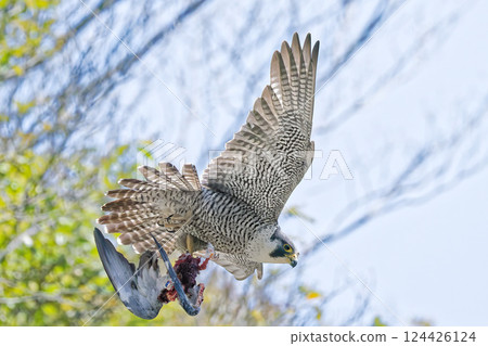 遊隼叼著一隻吃了一半的鴿子 124426124