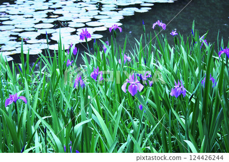 Wu Yu blooming at the water's edge 124426244