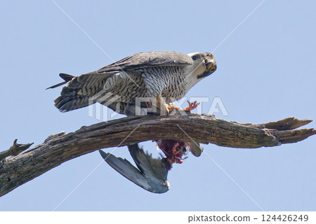一隻遊隼捕捉獵物後，臉上露出得意的表情 124426249