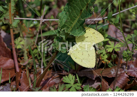 Mating of Pieridae Northern Emerald Butterflies 124426299