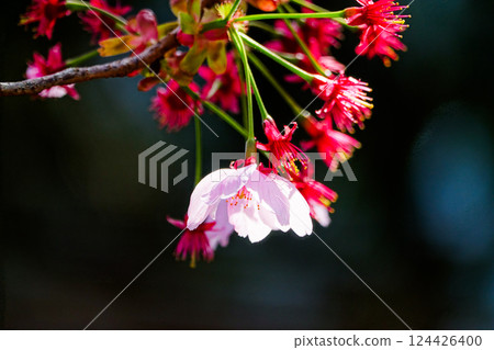 A single cherry blossom remains before the leaves fall A single cherry blossom remains before the leaves fall 124426400