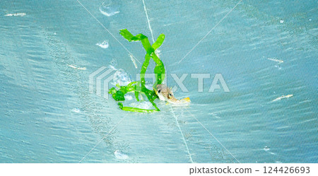 Traditional fishing for whitebait using four-handed nets in Hagi City, Yamaguchi Prefecture 124426693