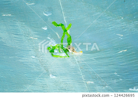Traditional fishing for whitebait using four-handed nets in Hagi City, Yamaguchi Prefecture 124426695