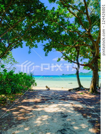 沖繩縣石垣島，從樹蔭下望去的藍色海洋和白色沙灘 124426801