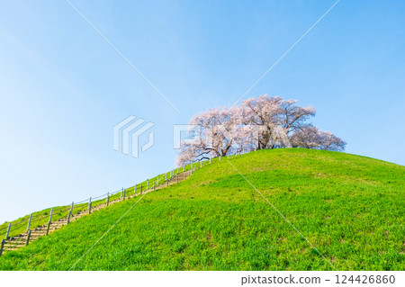 Cherry blossoms of the Marugameyama ancient burial mound (Sakitama Mound Tomb Park) 124426860