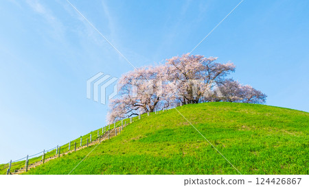 Marugameyama古墳（Sakitama Mound Tomb Park）的櫻花 124426867