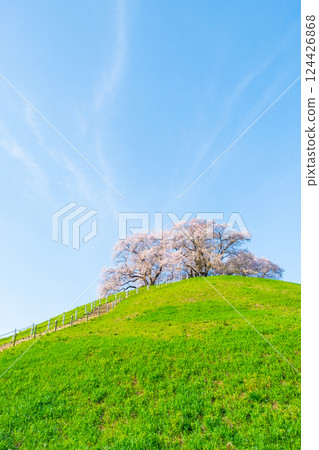 Marugameyama古墳（Sakitama Mound Tomb Park）的櫻花 124426868