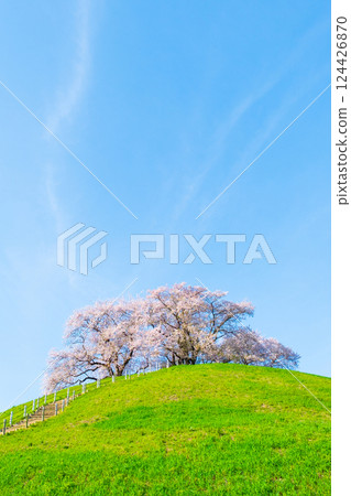 Cherry blossoms of the Marugameyama ancient burial mound (Sakitama Mound Tomb Park) 124426870
