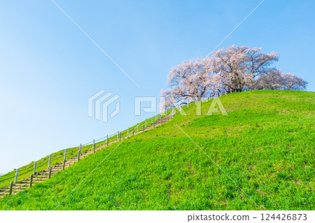 Cherry blossoms of the Marugameyama ancient burial mound (Sakitama Mound Tomb Park) 124426873