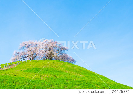 Cherry blossoms of the Marugameyama ancient burial mound (Sakitama Mound Tomb Park) 124426875