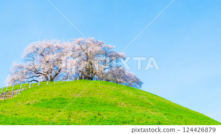 Marugameyama古墳（Sakitama Mound Tomb Park）的櫻花 124426879
