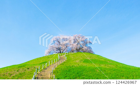 Marugameyama古墳（Sakitama Mound Tomb Park）的櫻花 124426967