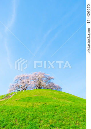 Marugameyama古墳（Sakitama Mound Tomb Park）的櫻花 124426970