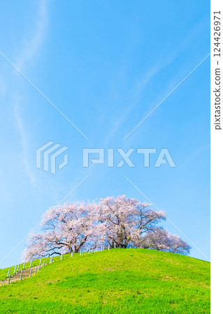 Cherry blossoms of the Marugameyama ancient burial mound (Sakitama Mound Tomb Park) 124426971