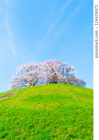 Cherry blossoms of the Marugameyama ancient burial mound (Sakitama Mound Tomb Park) 124426972