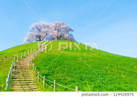 Cherry blossoms of the Marugameyama ancient burial mound (Sakitama Mound Tomb Park) 124426978
