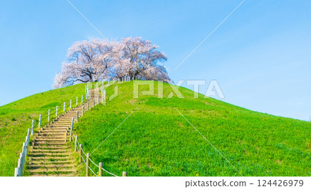 Marugameyama古墳（Sakitama Mound Tomb Park）的櫻花 124426979