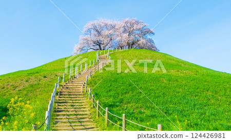 Marugameyama古墳(Sakitama Mound Tomb Park)的櫻花 Marugameyama古墳(Sakitama Mound Tomb Park)的櫻花 124426981