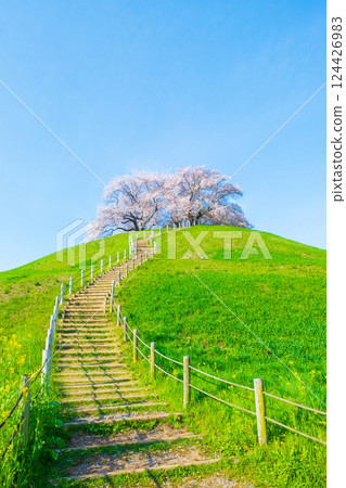 Cherry blossoms of the Marugameyama ancient burial mound (Sakitama Mound Tomb Park) 124426983