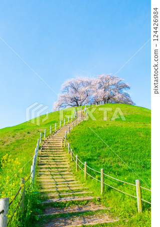 Cherry blossoms of the Marugameyama ancient burial mound (Sakitama Mound Tomb Park) 124426984