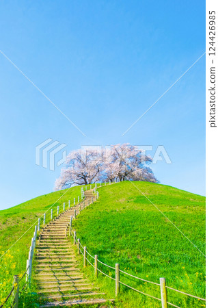 Marugameyama古墳（Sakitama Mound Tomb Park）的櫻花 124426985