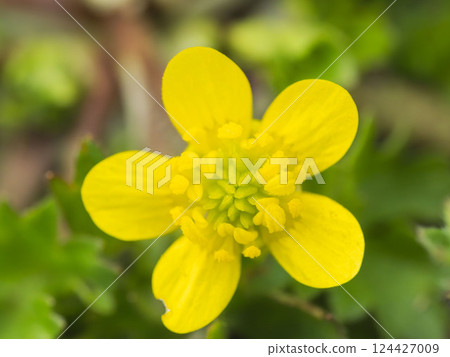 黃色毛茛花 124427009