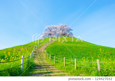 Cherry blossoms of the Marugameyama ancient burial mound (Sakitama Mound Tomb Park) 124427032