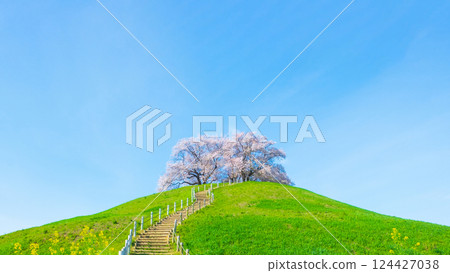 Marugameyama古墳(Sakitama Mound Tomb Park)的櫻花 Marugameyama古墳(Sakitama Mound Tomb Park)的櫻花 124427038