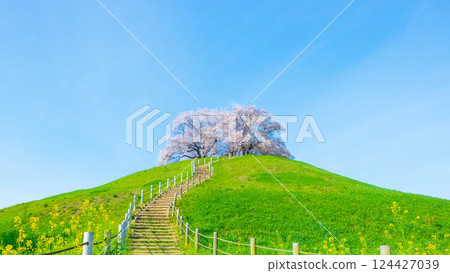 Cherry blossoms of the Marugameyama ancient burial mound (Sakitama Mound Tomb Park) 124427039