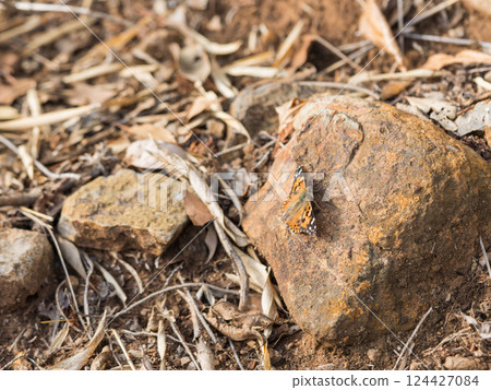 Painted Lady butterfly resting on a stone 02 Painted Lady butterfly resting on a stone 02 124427084