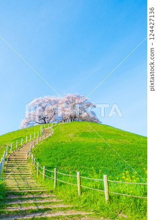 Marugameyama古墳（Sakitama Mound Tomb Park）的櫻花 124427136
